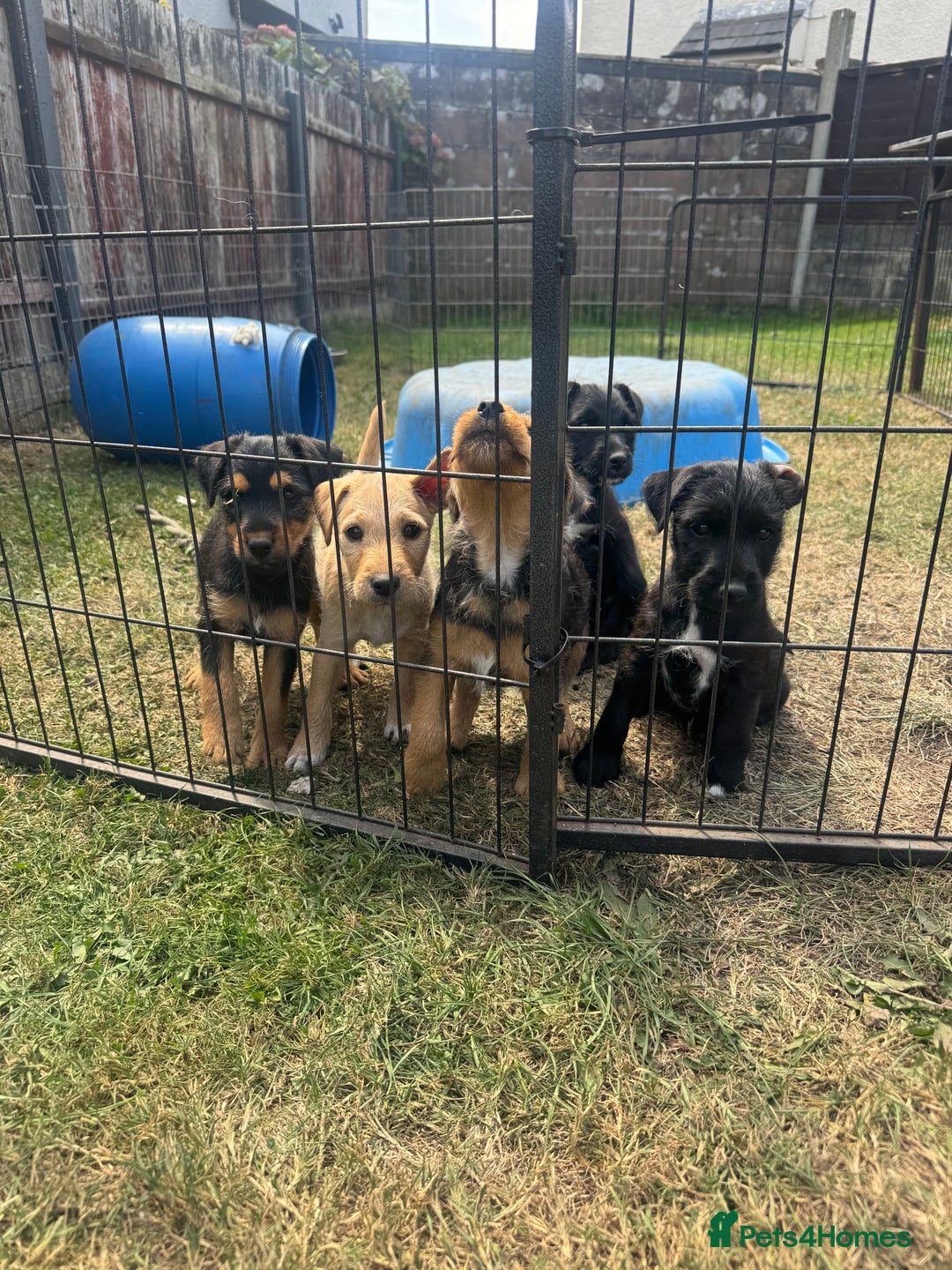 Mixed Breed dogs for sale: Lakeland x Jack Russel - Image 6