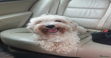 Maltipoo dogs - Advert 4