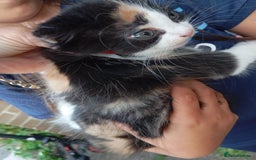 European cats for sale: Kitten  - Image 4