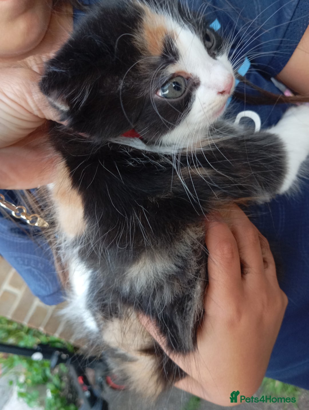 European cats for sale: Kitten  - Image 4