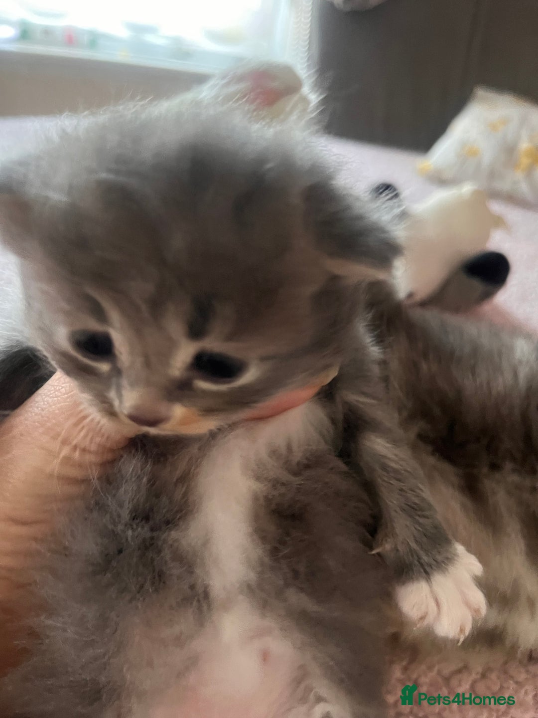 Maine Coon cats for sale: maincoon cross british shorthair  - Advert 7