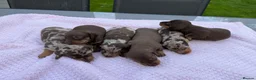 Miniature Dachshund dogs for sale: Kennel club Mini Dachshunds  - Advert 6