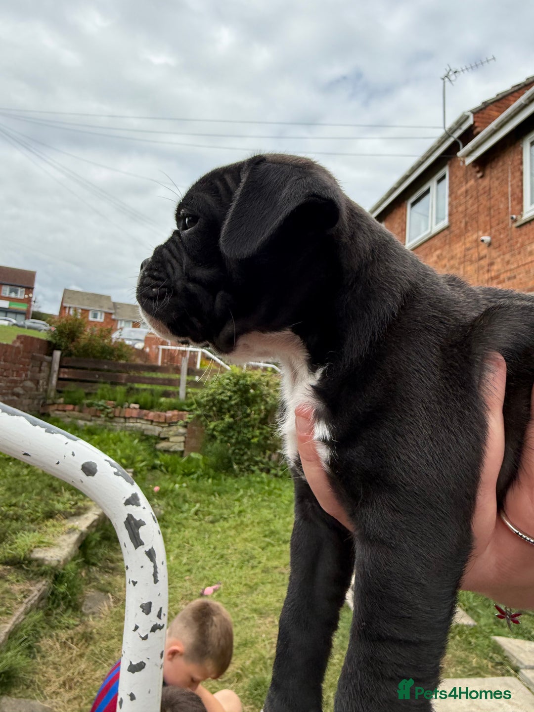 Mixed Breed dogs for sale: Pug x staffy pups REDUCED - Image 14