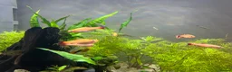 Live Bearers fish for sale: 1 male Platy and 8 gold WCMM  - Advert 2