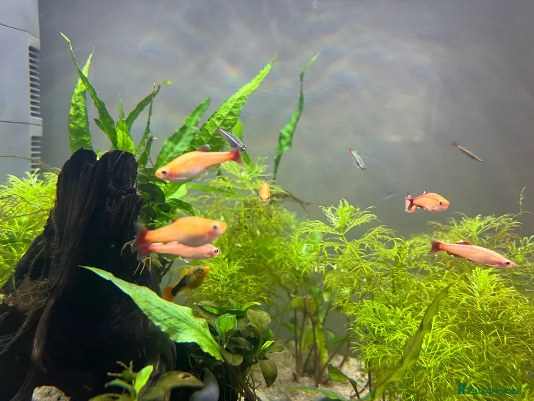Live Bearers fish for sale: 1 male Platy and 8 gold WCMM  - Advert 2