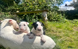 English Bull Terrier dogs for sale: KC stunning puppies  - Image 5