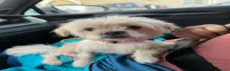 Mixed Breed dogs for adoption: Tinnie Winnie Valentina - Advert 11