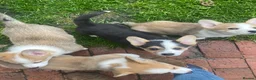 Welsh Corgi Pembroke dogs for sale: Badger needs a home! KC Corgi ready now  - Advert 4