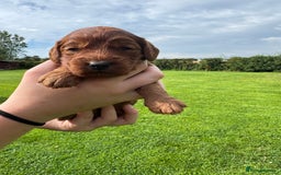 Cockapoo dogs for sale: Fox Red Super Quality Cockapoos - Image 16