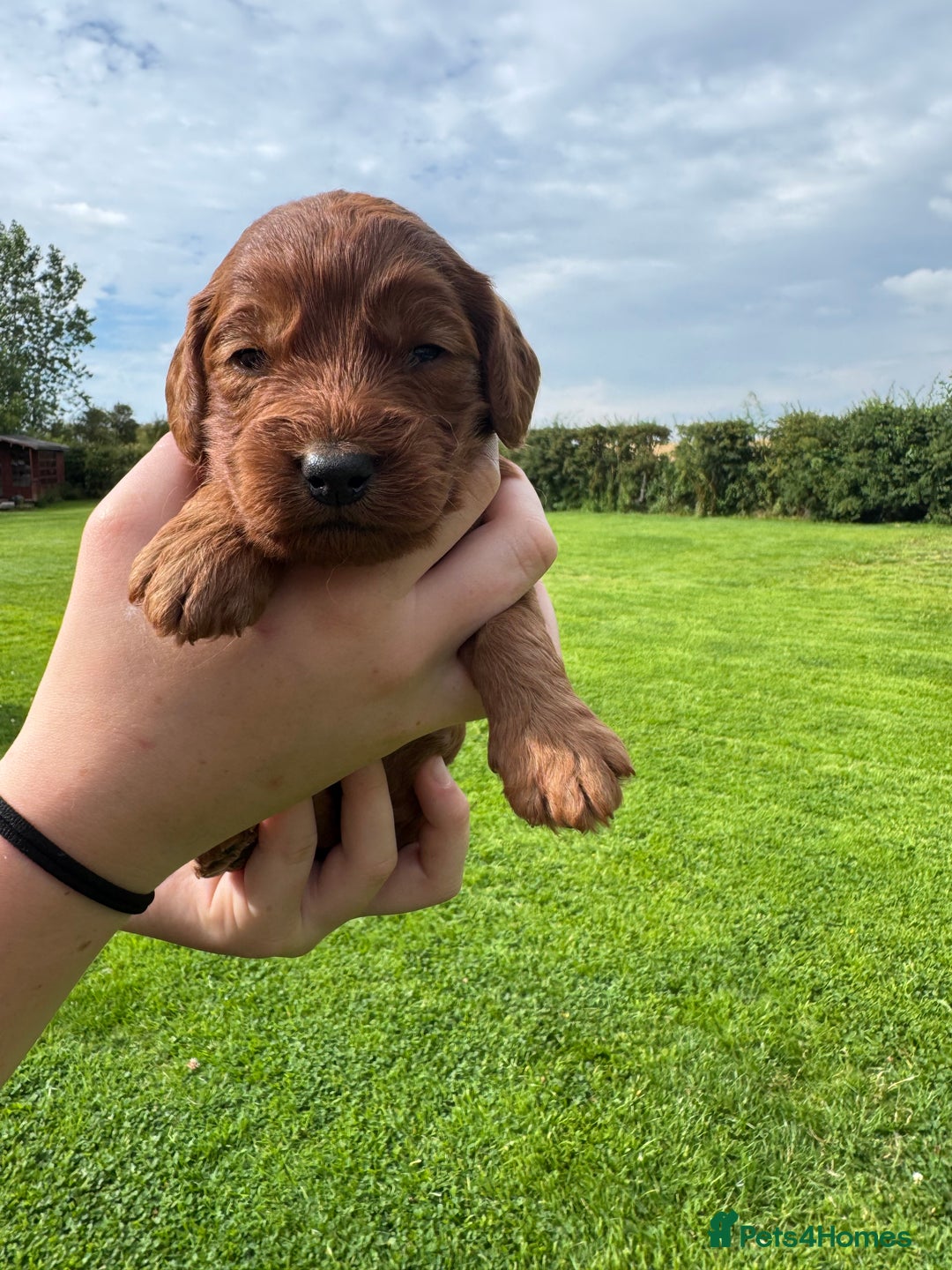 Cockapoo dogs for sale: Fox Red Super Quality Cockapoos - Image 16