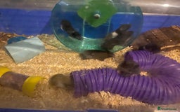 Hamster rodents for sale: Baby hampsters for sale  - Image 2