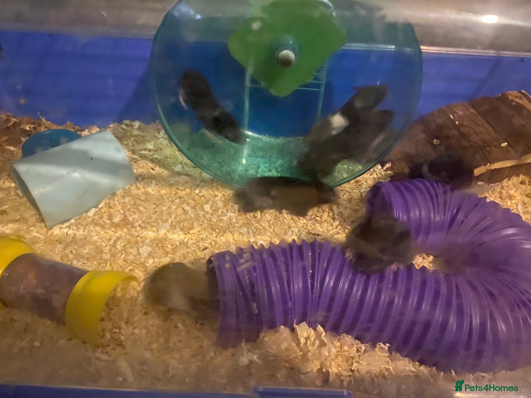 Hamster rodents for sale: Baby hampsters for sale  - Image 2