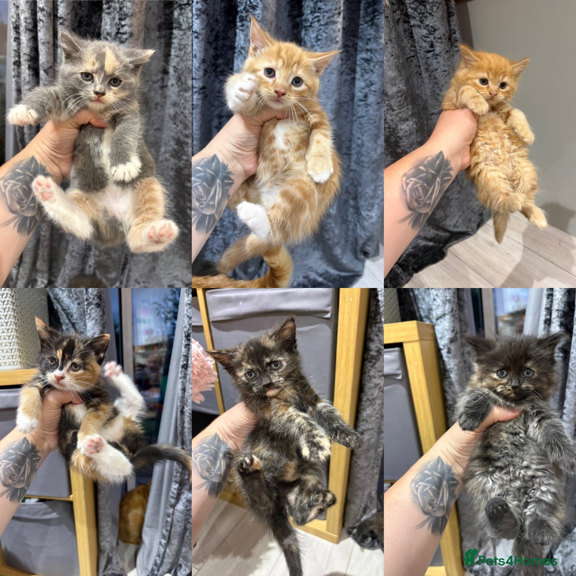 Mixed Breed cats for sale: 6 kittens for sale  - Advert 3
