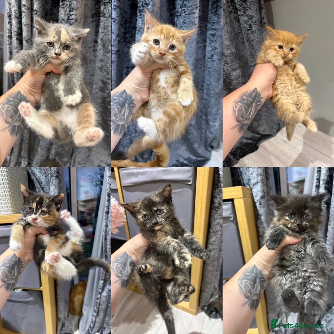 Mixed Breed cats for sale: 6 kittens for sale  - Advert 1