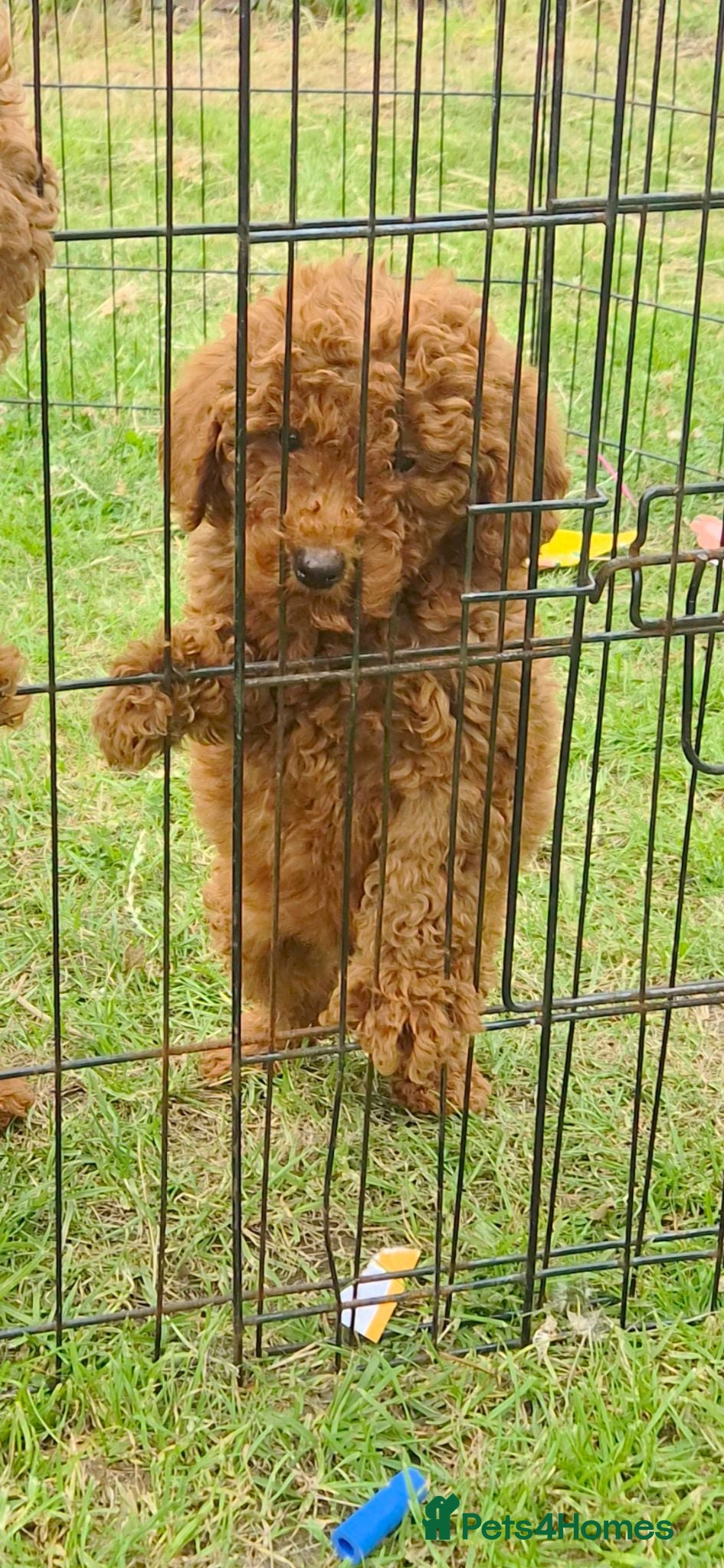 Miniature Poodle dogs Miniature  Poodle  - Advert 8