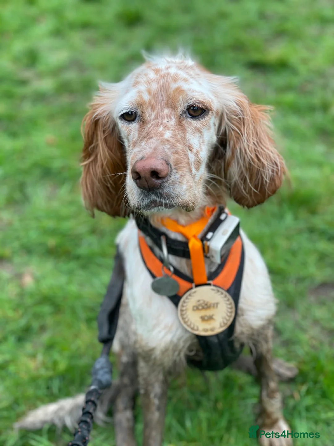 English Setter dogs for sale: Bonnie needs a calm and dedicated home - Advert 2