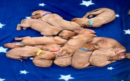 Hungarian Vizsla dogs for sale: Hungarian Vizsla Puppies  - Image 1