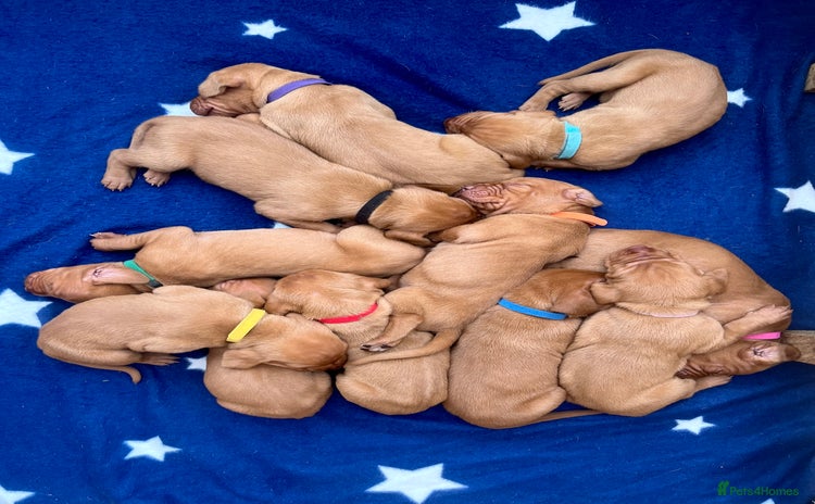 Hungarian Vizsla dogs - Advert 1