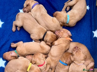 Hungarian Vizsla dogs - Advert 7