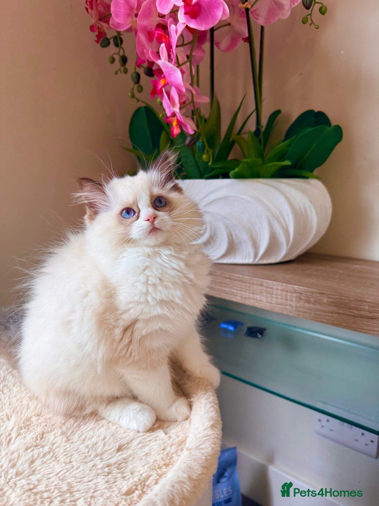 Ragdoll cats ✨️🏆 🩷 European ChampLine Tica Reg Ragdolls  - Advert 2