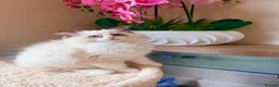 Ragdoll cats for sale: ✨️🏆 🧸🤎ReadyNow Eu ChampLine Tica Reg Ragdolls  - Advert 29