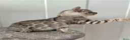 Bengal cats for sale: Stunning Silver Bengal Queen Registered, Active  - Advert 6