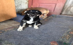 Mixed Breed dogs for adoption: GIZMO - a Lovely young boy for a Loving Home - Image 6