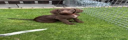 German Shorthaired Pointer dogs for sale: German Shorthaired Pointer Puppies  - Advert 16