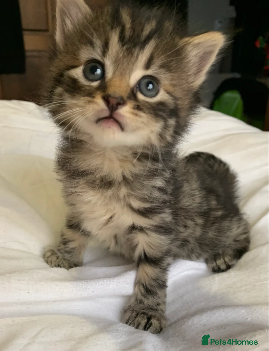 Turkish Angora cats for sale: 5 Turkish Angora kittens - 3 Girls/2 boys - Advert 7