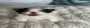 Pomeranian Puppy 3