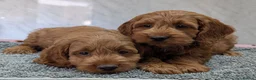Cockapoo dogs for sale: Beautiful red pups from health tested parents - Advert 12