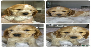Cocker Spaniel dogs - Advert 4