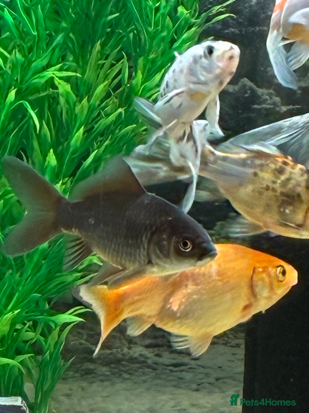 Goldfish fish for sale: Goldfish  - Image 4