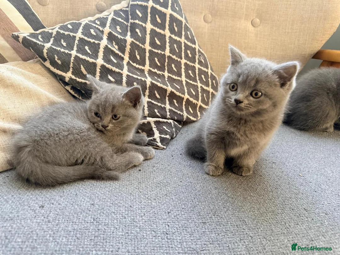 British Shorthair cats for sale: lovely british short hair - Advert 5