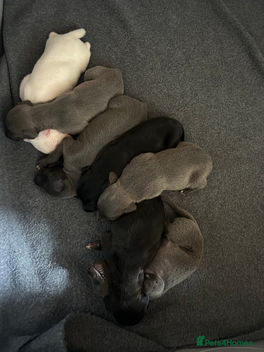 Whippet dogs for sale: Whippet pups - Image 5