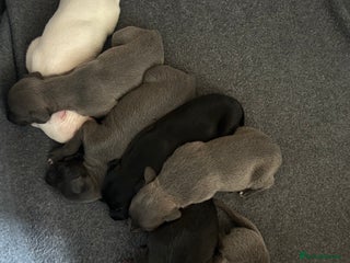 Whippet dogs - Advert 9