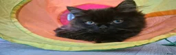 Mixed Breed cats for sale: Adorable Female Persian x Ragdoll Kitten ❤️ - Advert 7