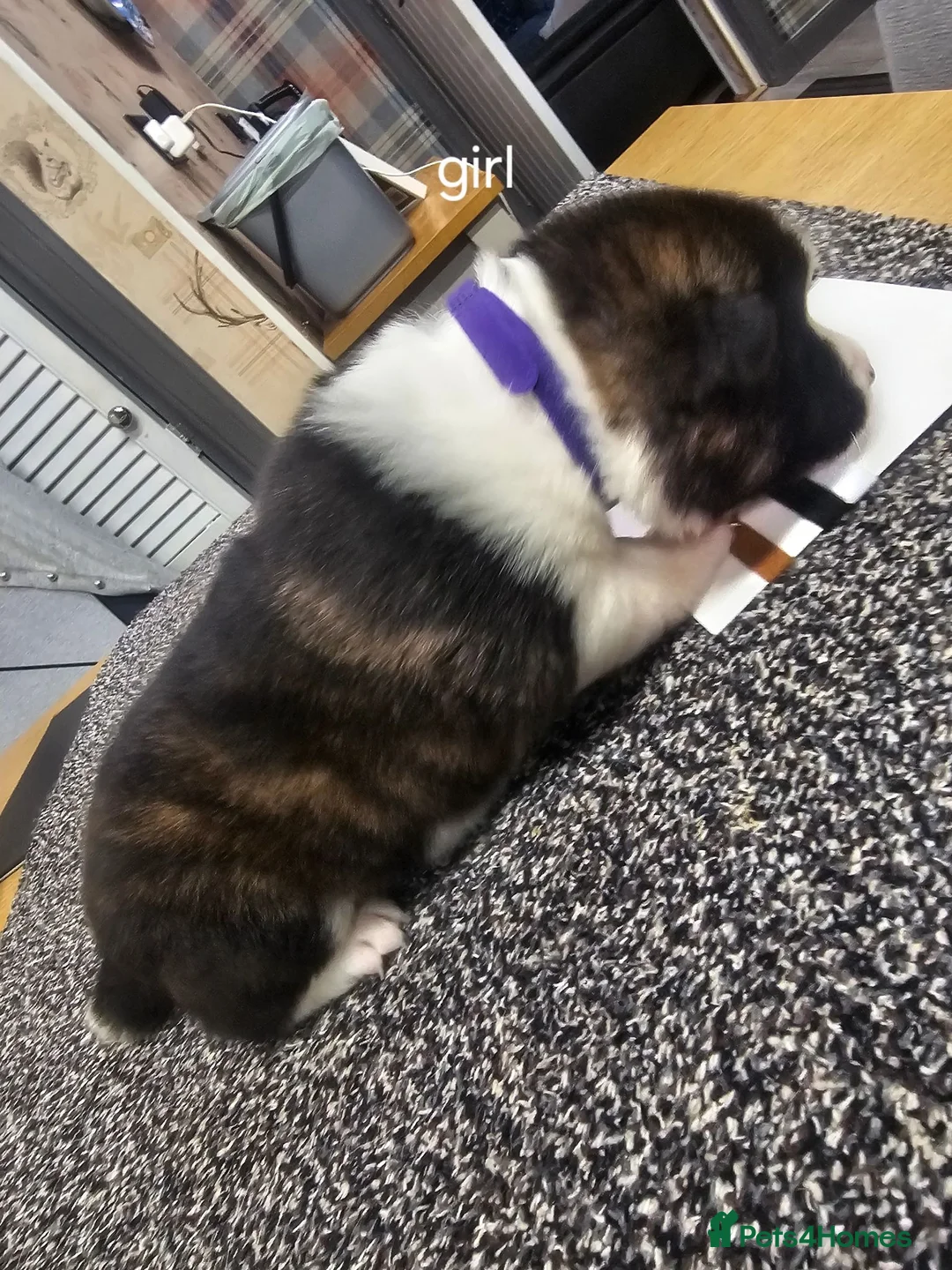 Akita dogs for sale: Kc regestered American akita pups  in Alness - Advert 1