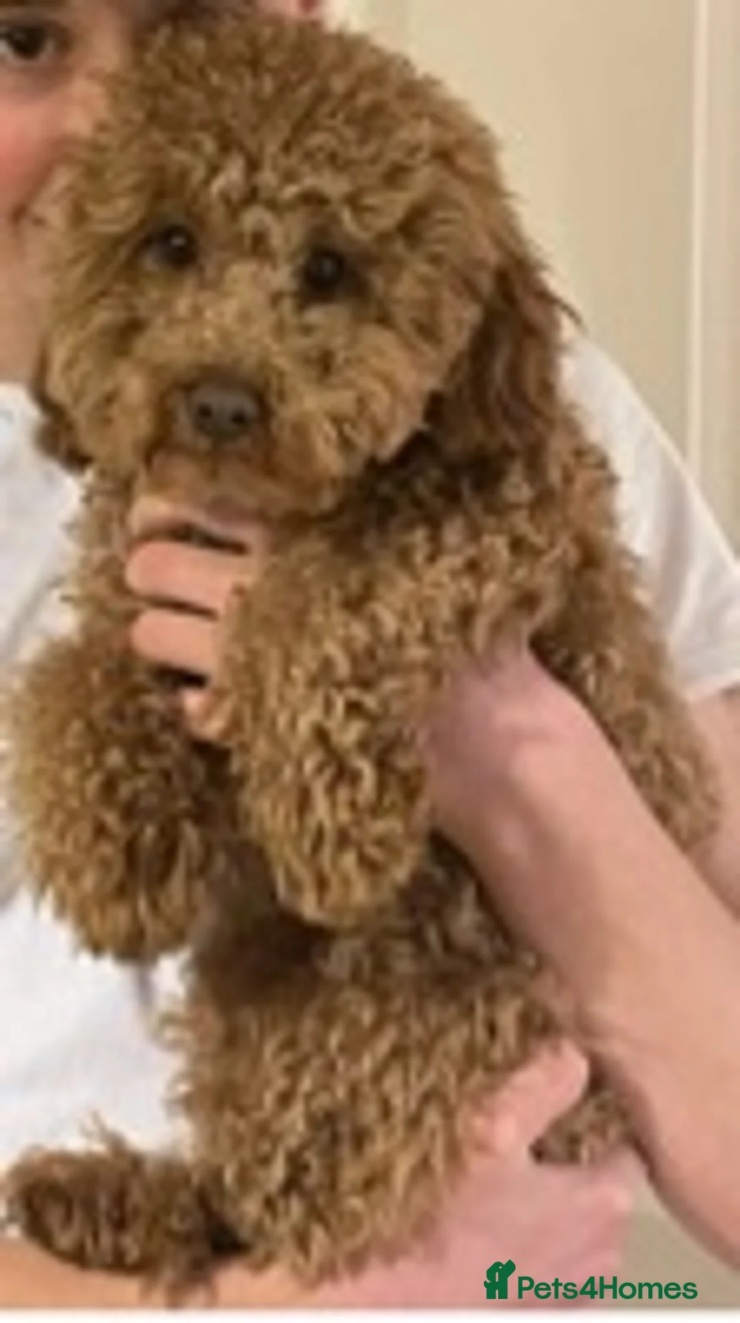 Toy Poodle dogs for stud: RED toy poodle, proven, KC & Health tested STUD - Advert 4