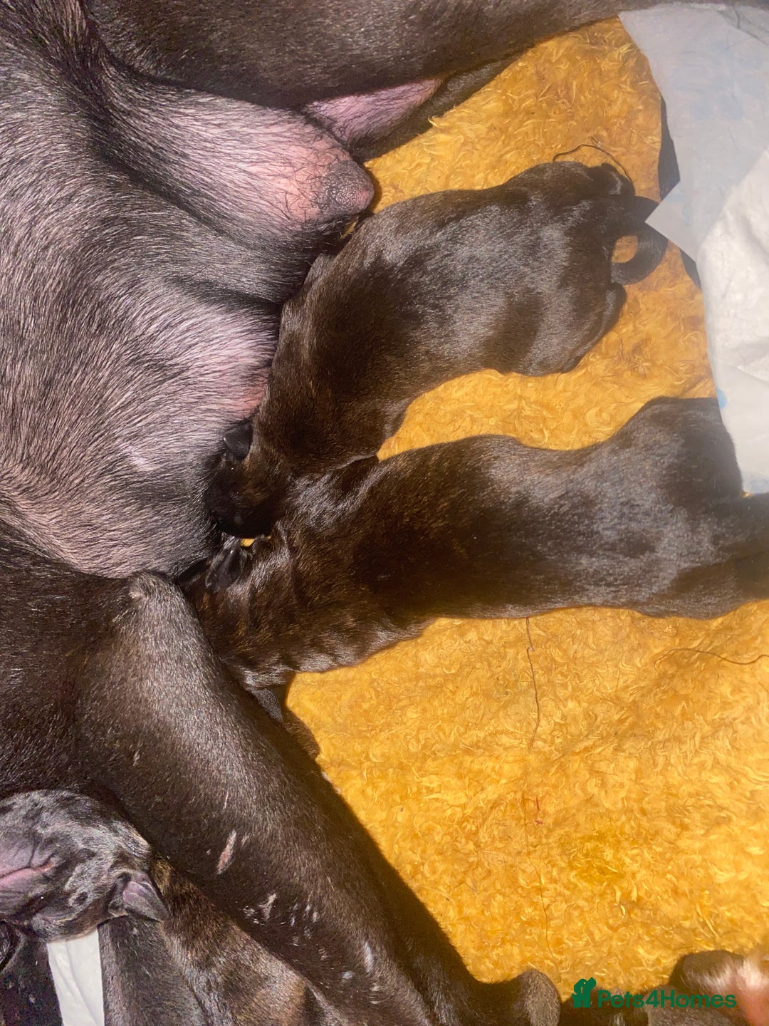 Mixed Breed dogs for sale: 🤩 mum kc boxer dad mini boxer 5 pups rare 🤩 - Advert 8