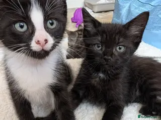 Mixed Breed cats *2 left*:Maine Coon x British Shorthair - Advert 13