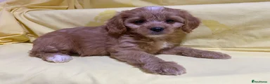 Cavapoo 5