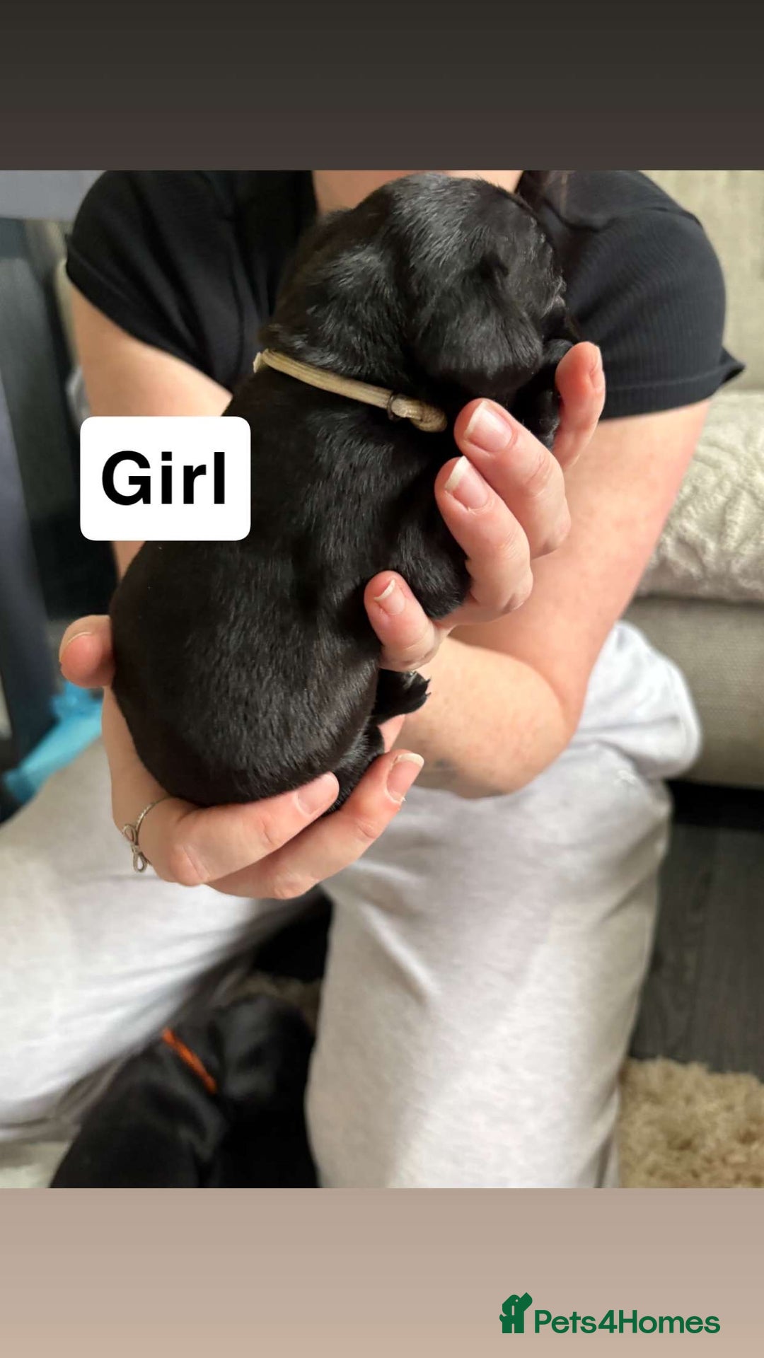 Mixed Breed dogs for sale: Frocker puppies - Advert 6