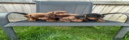 Miniature Dachshund dogs for sale: Beautiful dachshund puppy ready to leave  in Accrington - Advert 9