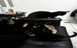 Mixed Breed cats for sale: Mixed-breed kittens looking for loving homes - Image 3