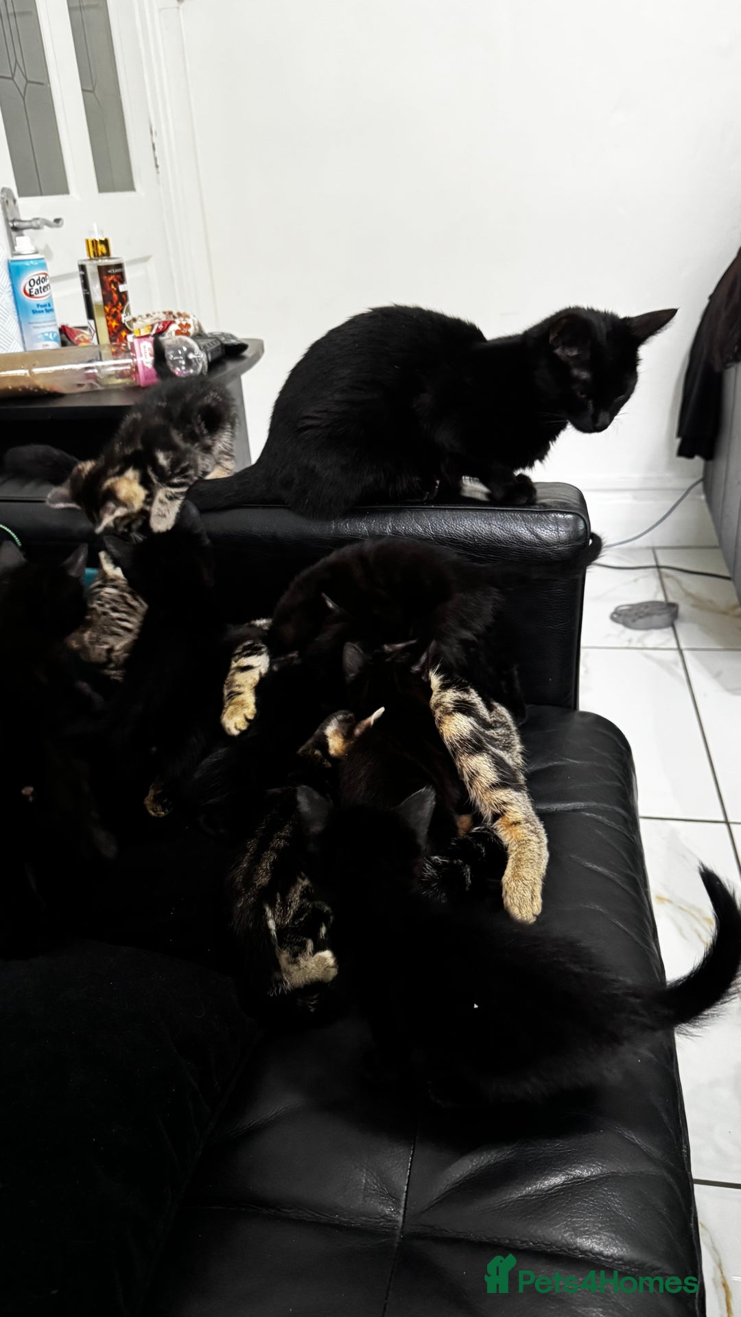 Mixed Breed cats for sale: Mixed-breed kittens looking for loving homes - Image 3
