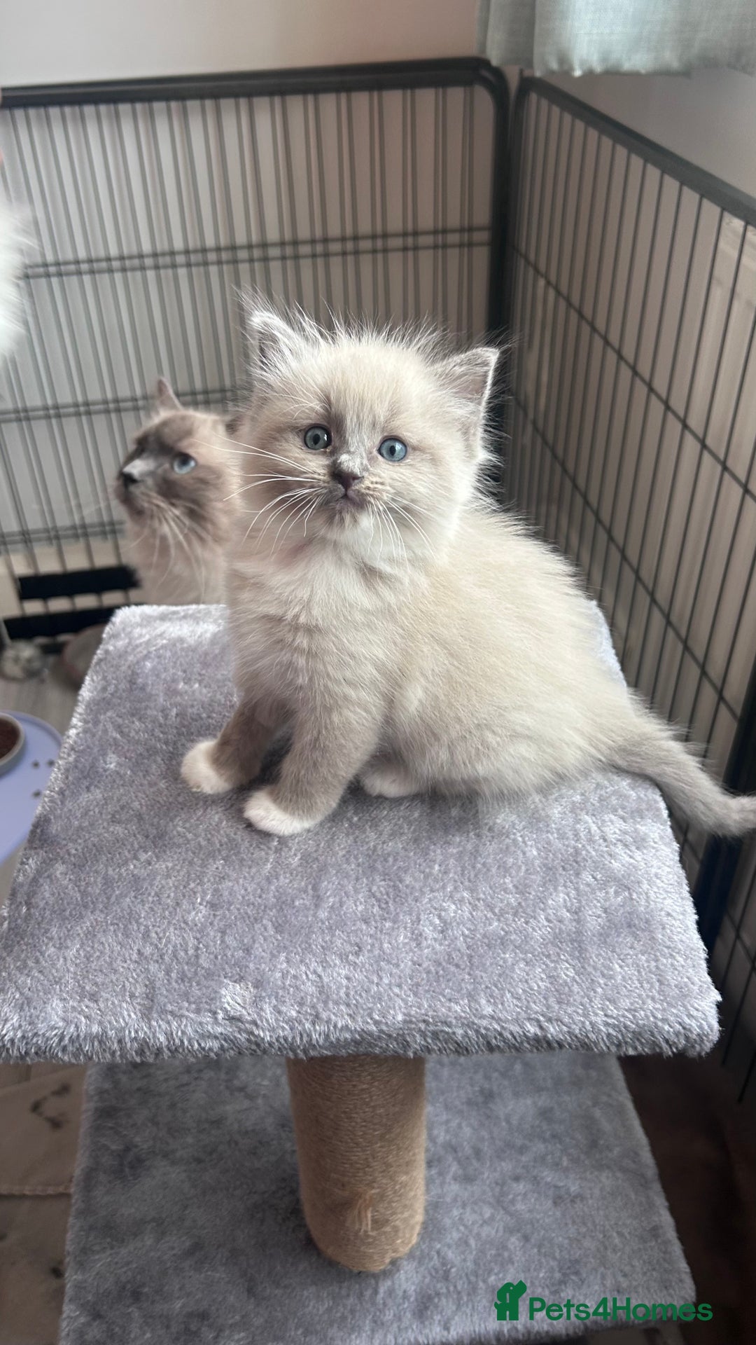 Ragdoll cats for sale: Gorgeous blue/mink ragdoll kittens 🐱💕✨  - Advert 9