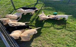 Labrador Retriever dogs for sale: Labrador retriever - Image 8