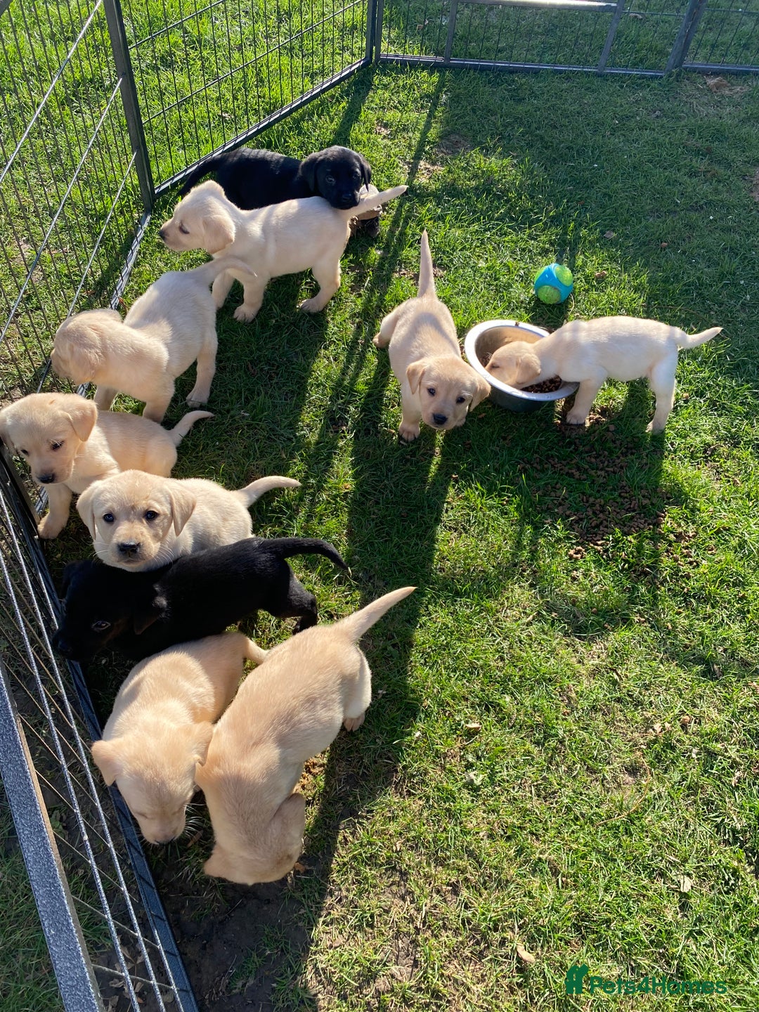 Labrador Retriever dogs for sale: Labrador retriever - Image 8