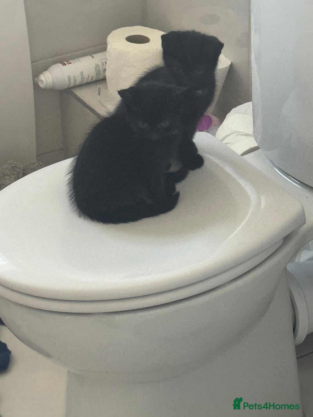 Mixed Breed cats for sale: Tuxedo Kittens  - Image 9